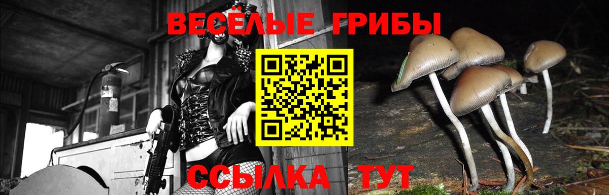 Псилоцибиновые грибы Cubensis Канаш